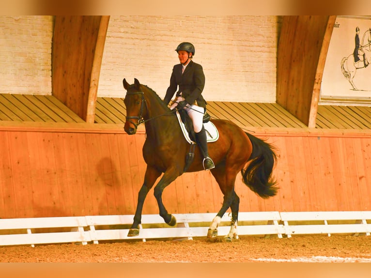 Schweizer Warmblut Stute 13 Jahre 173 cm Brauner in Büren an der Aaare