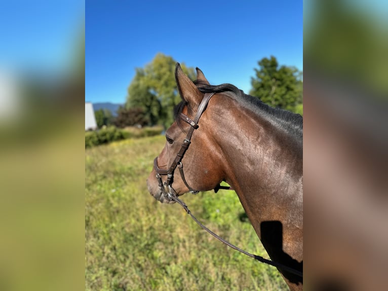 Schweizer Warmblut Stute 13 Jahre 173 cm Brauner in Büren an der Aaare