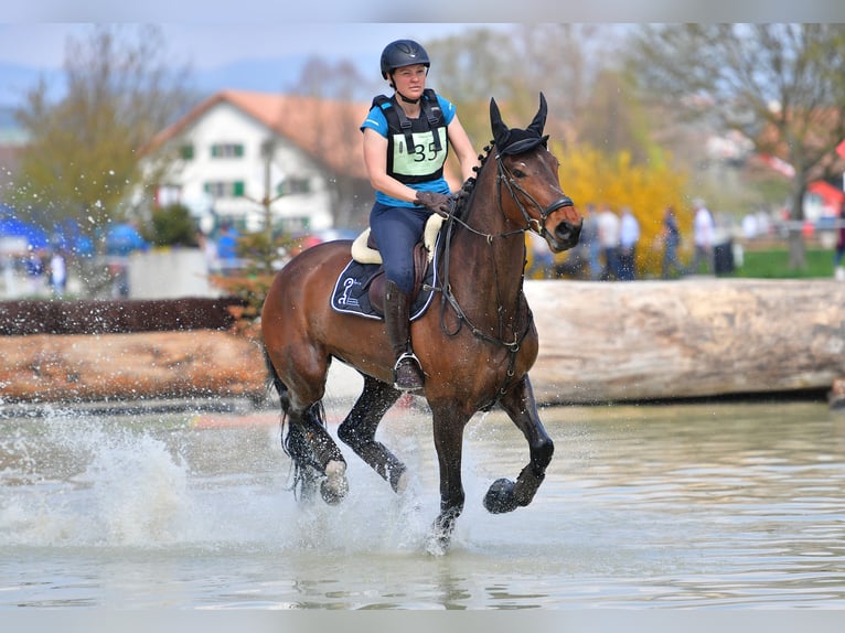 Schweizer Warmblut Stute 13 Jahre 173 cm Brauner in Büren an der Aaare