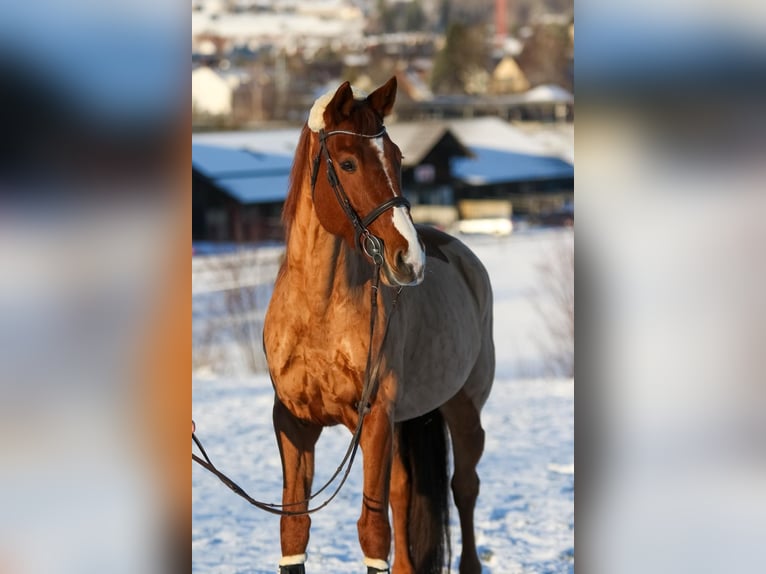 Schweizer Warmblut Stute 13 Jahre 173 cm Fuchs in Fehraltorf
