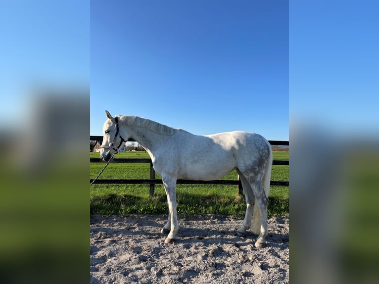 Schweizer Warmblut Stute 14 Jahre 160 cm Fliegenschimmel in Galgenen