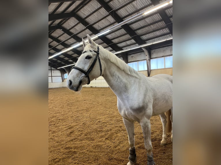Schweizer Warmblut Stute 14 Jahre 160 cm Fliegenschimmel in Galgenen