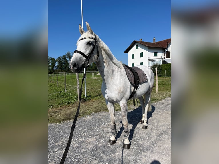 Schweizer Warmblut Stute 14 Jahre 160 cm Fliegenschimmel in Galgenen