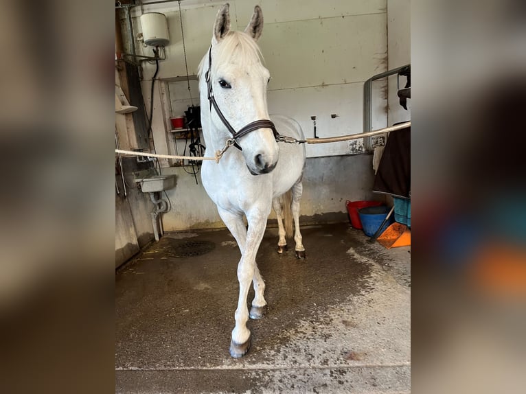 Schweizer Warmblut Stute 14 Jahre 160 cm Fliegenschimmel in Galgenen
