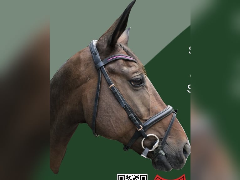 Schweizer Warmblut Stute 14 Jahre 165 cm Brauner in Rosenheim