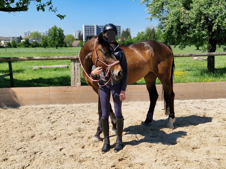 Schweizer Warmblut Stute 14 Jahre 168 cm Dunkelbrauner in Zug