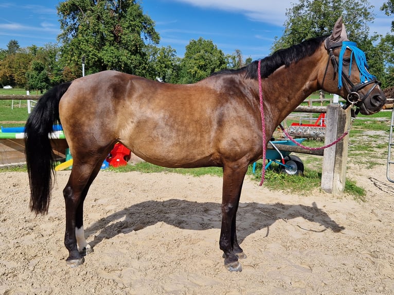 Schweizer Warmblut Stute 14 Jahre 168 cm Dunkelbrauner in Zug