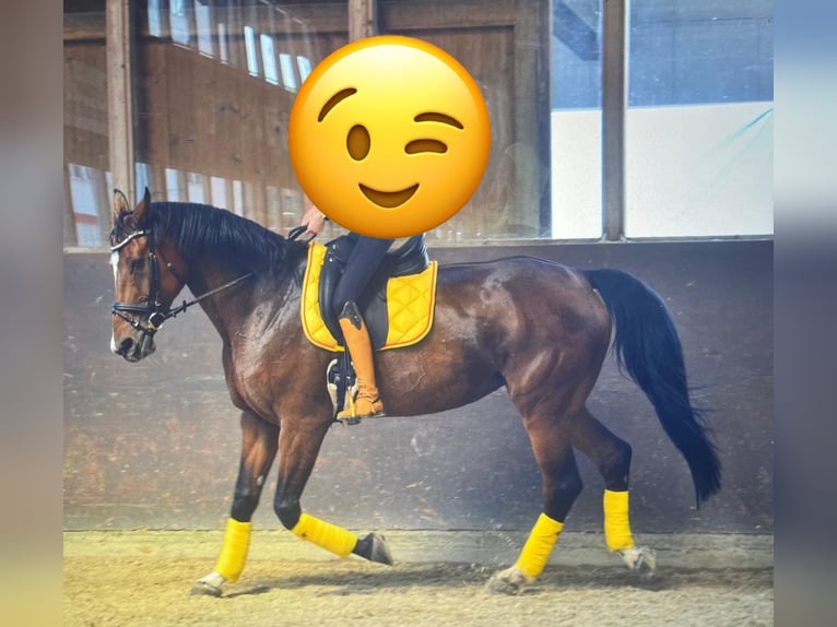Schweizer Warmblut Stute 14 Jahre 180 cm Brauner in Sulgen