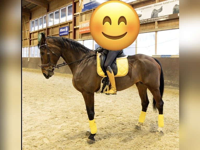 Schweizer Warmblut Stute 14 Jahre 180 cm Brauner in Sulgen