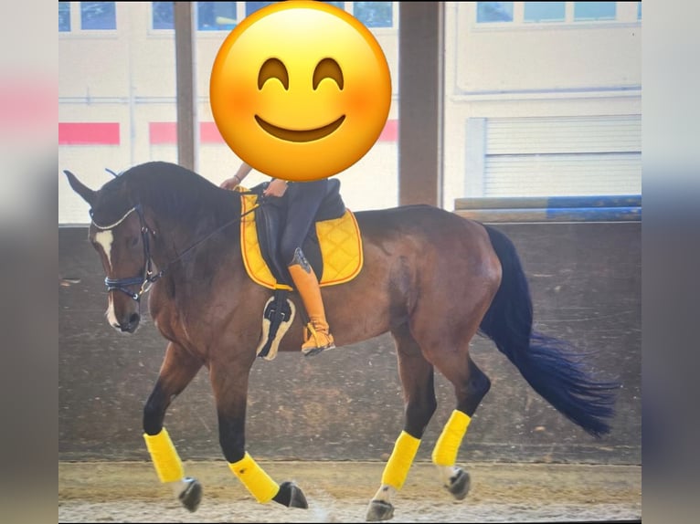Schweizer Warmblut Stute 14 Jahre 180 cm Brauner in Sulgen
