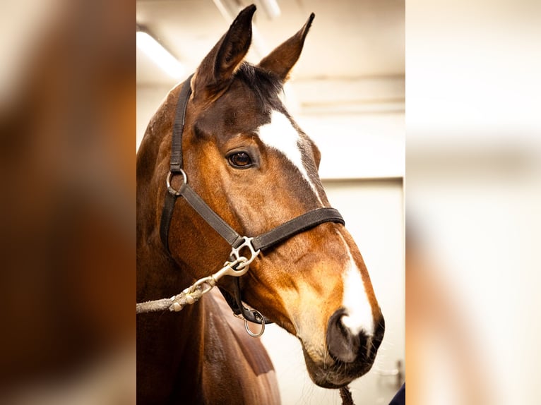 Schweizer Warmblut Stute 14 Jahre 180 cm Brauner in Sulgen