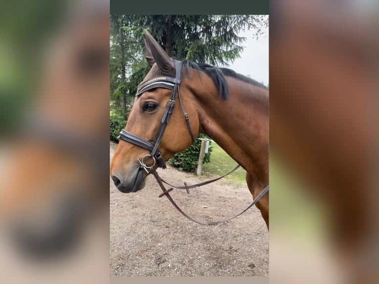 Schweizer Warmblut Stute 15 Jahre 165 cm Brauner in Wallisellen