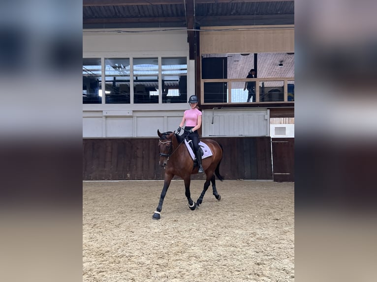 Schweizer Warmblut Stute 15 Jahre Brauner in Wollerau
