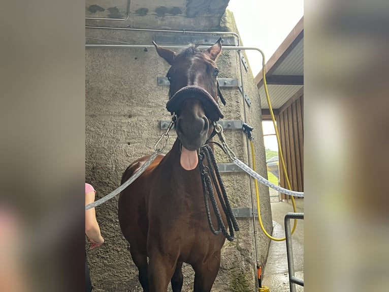 Schweizer Warmblut Stute 15 Jahre Brauner in Wollerau