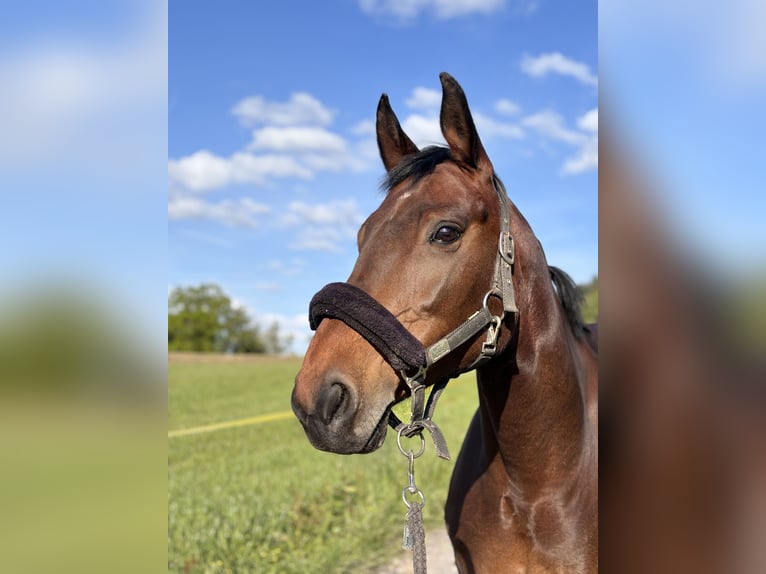 Schweizer Warmblut Stute 15 Jahre Brauner in Wollerau
