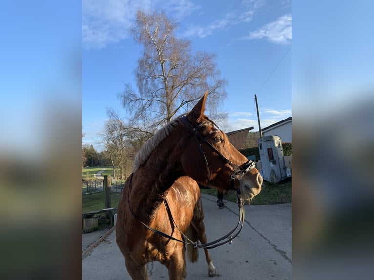 Schweizer Warmblut Stute 16 Jahre 165 cm Fuchs in Aargau