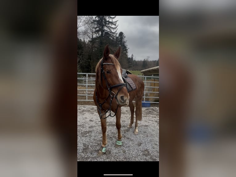 Schweizer Warmblut Stute 16 Jahre 165 cm Fuchs in Aargau