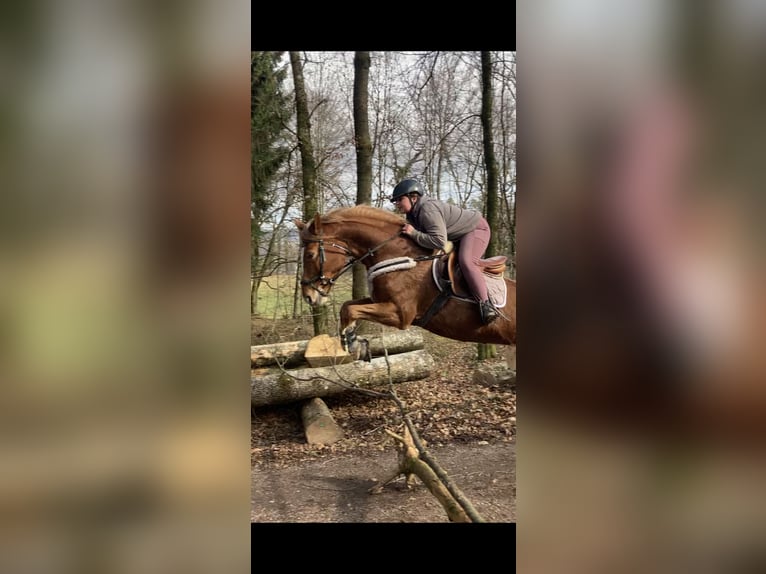 Schweizer Warmblut Stute 16 Jahre 165 cm Fuchs in Aargau