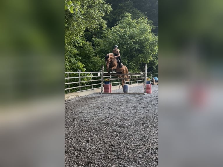 Schweizer Warmblut Stute 16 Jahre 165 cm Fuchs in Aargau