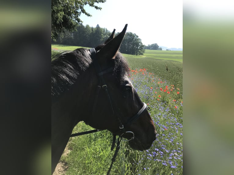 Schweizer Warmblut Stute 16 Jahre Brauner in Wil SG