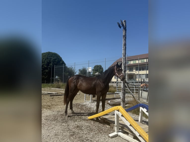 Schweizer Warmblut Stute 1 Jahr 165 cm Brauner in St. Ursen