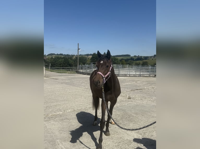 Schweizer Warmblut Stute 1 Jahr 165 cm Brauner in St. Ursen