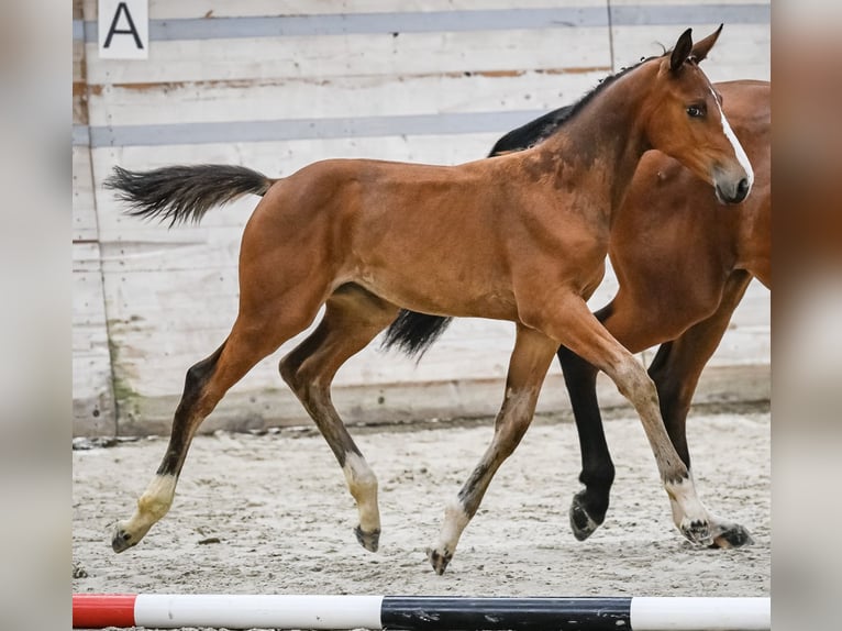 Schweizer Warmblut Stute 1 Jahr Brauner in Corcelles BE