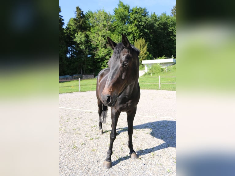 Schweizer Warmblut Stute 24 Jahre 163 cm Dunkelbrauner in Hinwil