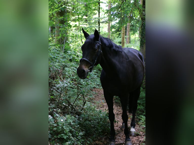 Schweizer Warmblut Stute 24 Jahre 163 cm Dunkelbrauner in Hinwil