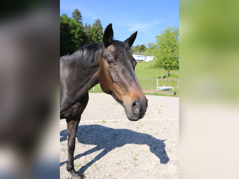 Schweizer Warmblut Stute 24 Jahre 163 cm Dunkelbrauner in Hinwil