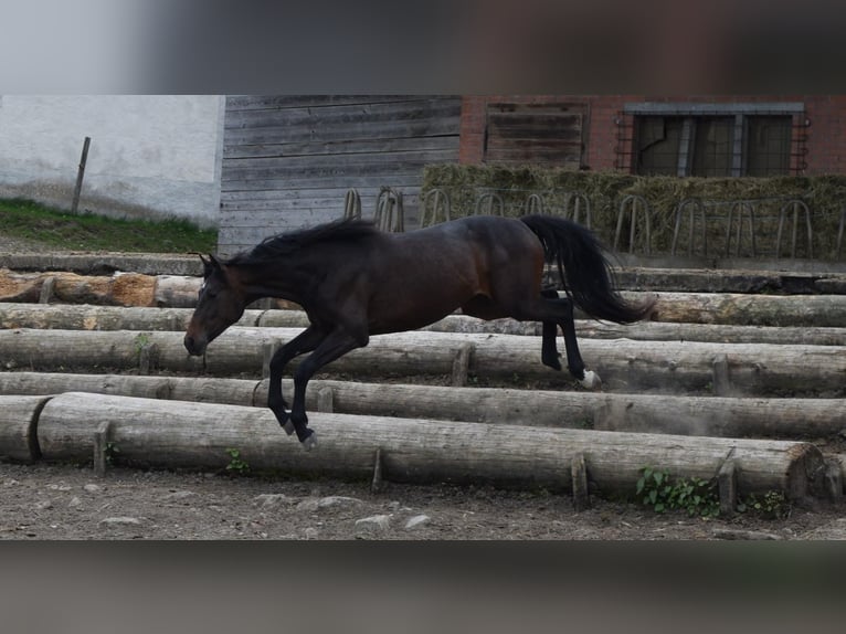 Schweizer Warmblut Stute 2 Jahre 165 cm Dunkelbrauner in St. Ursen