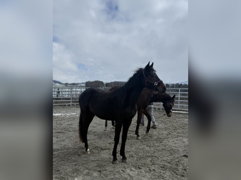 Schweizer Warmblut Stute 2 Jahre 165 cm Dunkelbrauner in St. Ursen