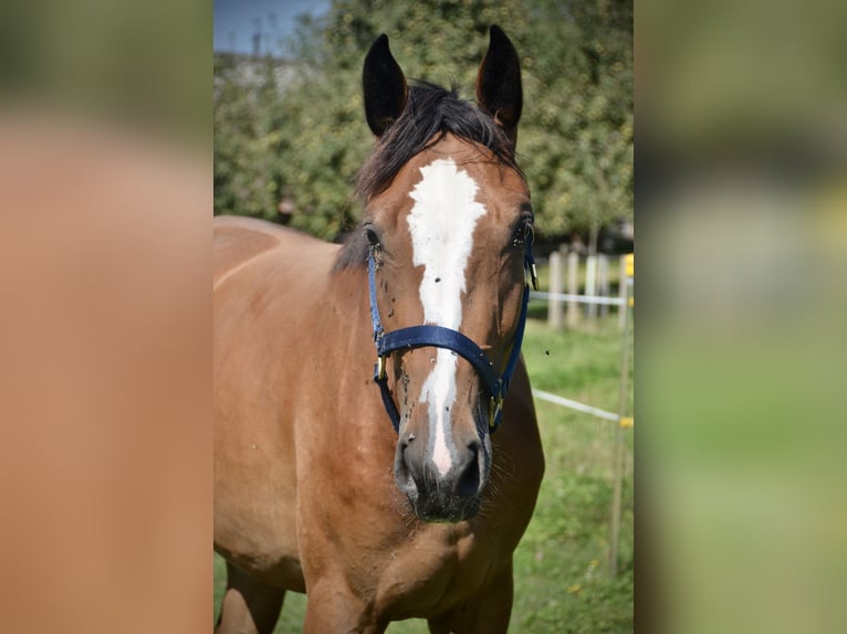 Schweizer Warmblut Stute 2 Jahre Brauner in Herzwil