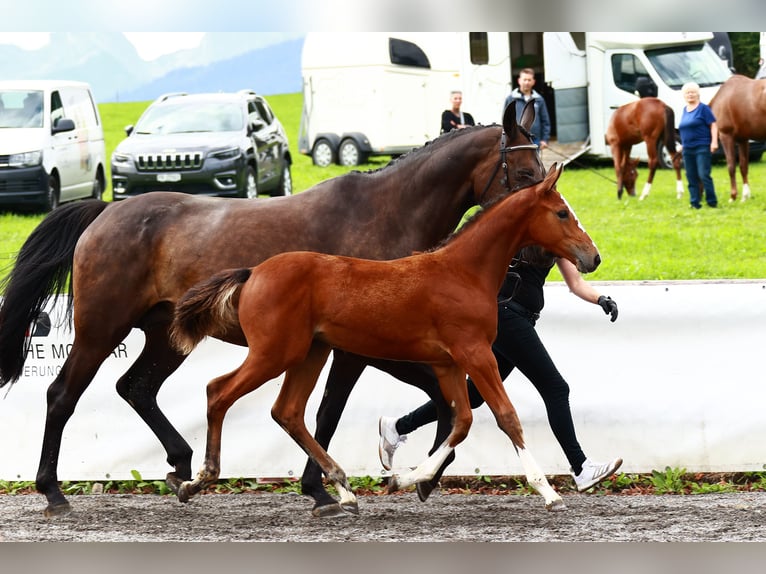 Schweizer Warmblut Stute 2 Jahre Brauner in Herzwil