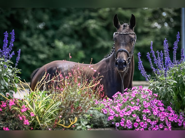 Schweizer Warmblut Stute 2 Jahre Brauner in Herzwil