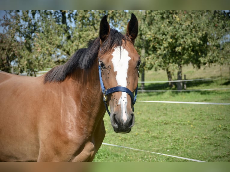 Schweizer Warmblut Stute 2 Jahre Brauner in Herzwil