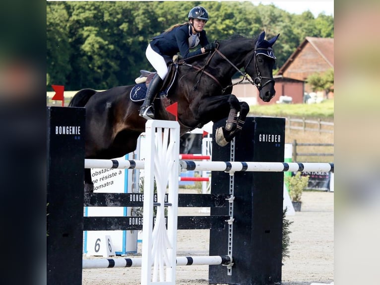 Schweizer Warmblut Stute 2 Jahre Brauner in Herzwil