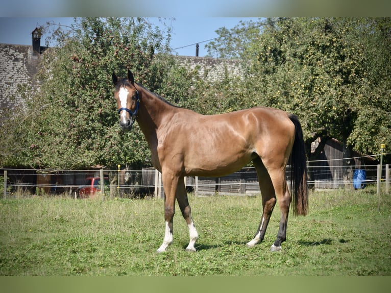 Schweizer Warmblut Stute 2 Jahre Brauner in Herzwil