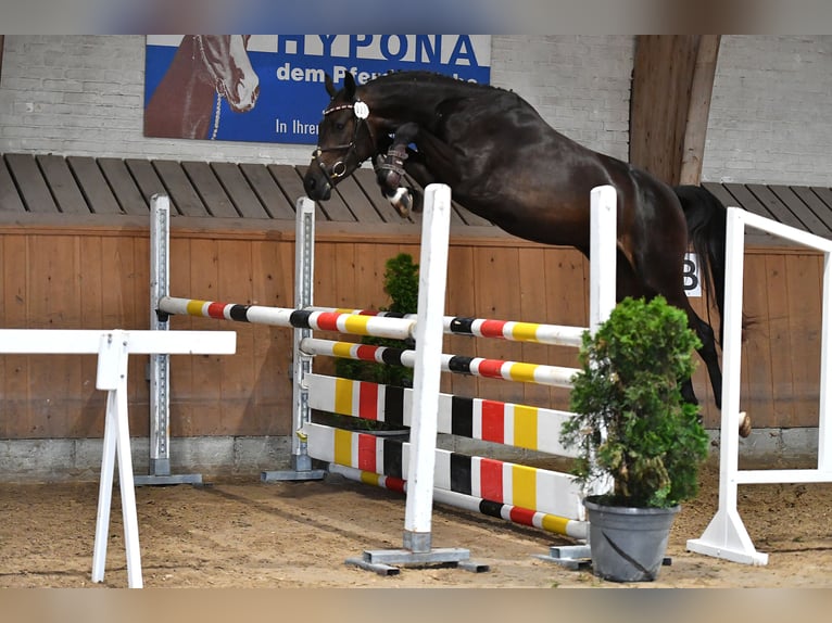 Schweizer Warmblut Stute 2 Jahre Brauner in Herzwil