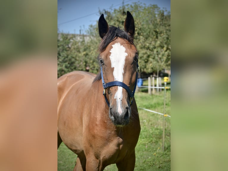 Schweizer Warmblut Stute 2 Jahre Brauner in Herzwil