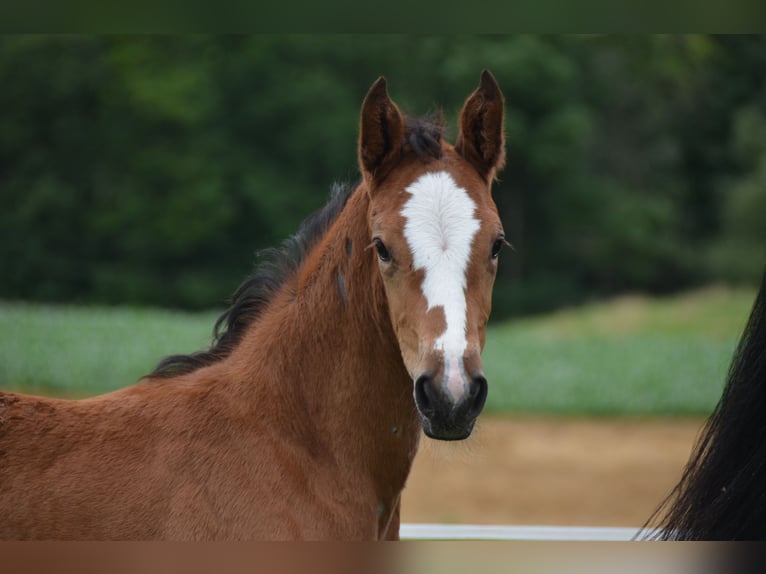 Schweizer Warmblut Stute 2 Jahre Brauner in Herzwil