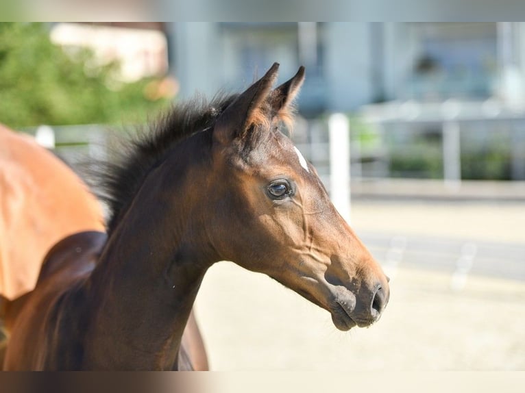 Schweizer Warmblut Stute 3 Jahre 161 cm Brauner in Lömmenschwil