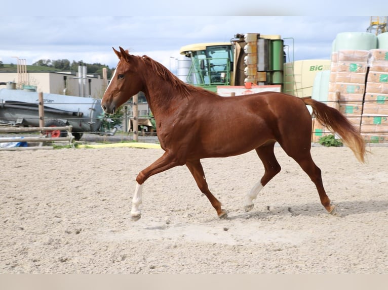 Schweizer Warmblut Stute 3 Jahre 167 cm Fuchs in Wolhusen