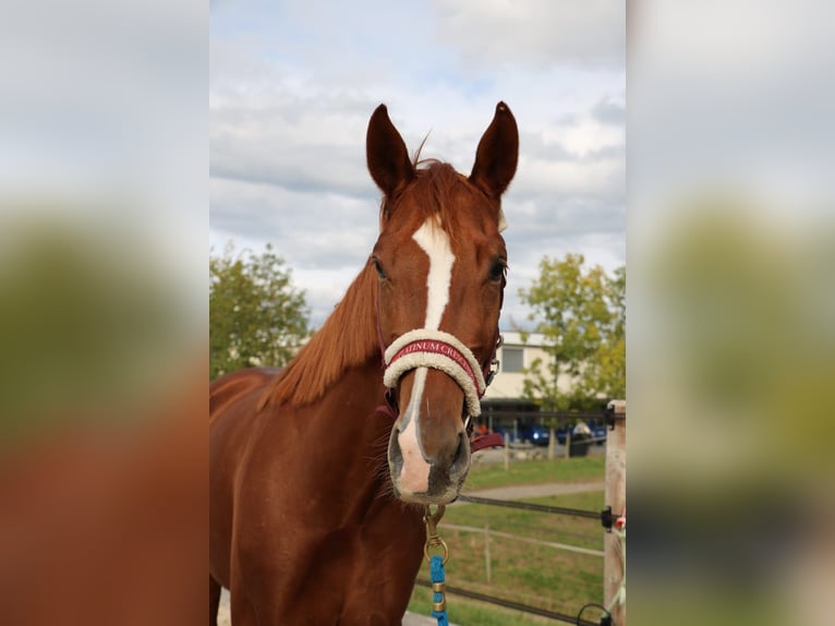 Schweizer Warmblut Stute 3 Jahre 168 cm Fuchs in Wolhusen
