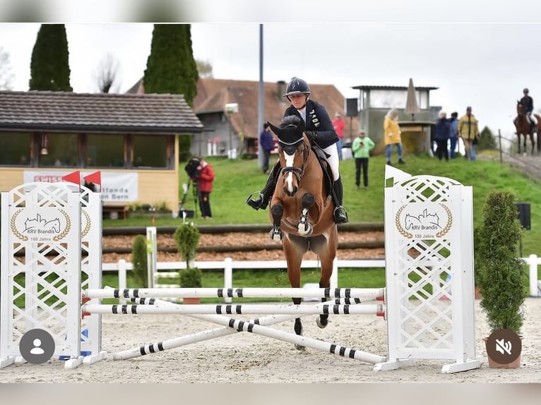 Schweizer Warmblut Stute 3 Jahre 169 cm Dunkelbrauner in Niederwangen b. Bern