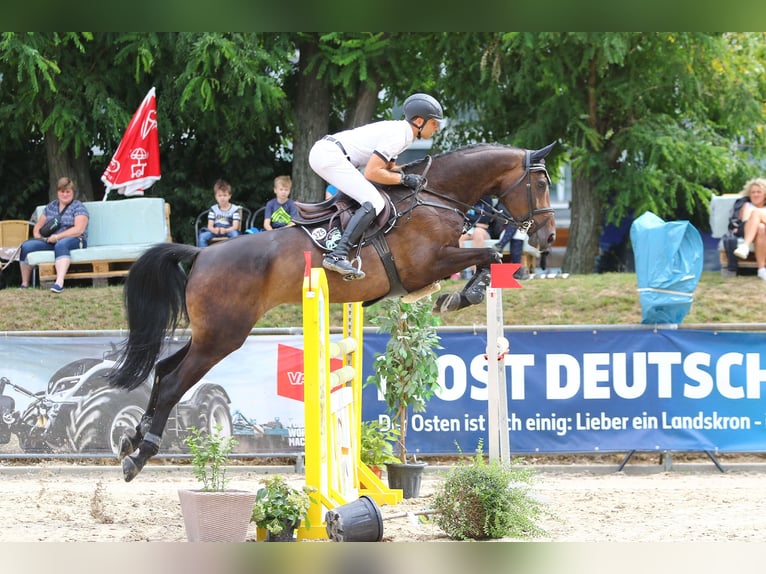 Schweizer Warmblut Stute 3 Jahre 169 cm Dunkelbrauner in Niederwangen b. Bern