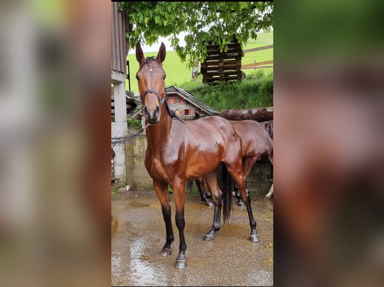 Schweizer Warmblut Stute 3 Jahre Brauner in Hasle LU