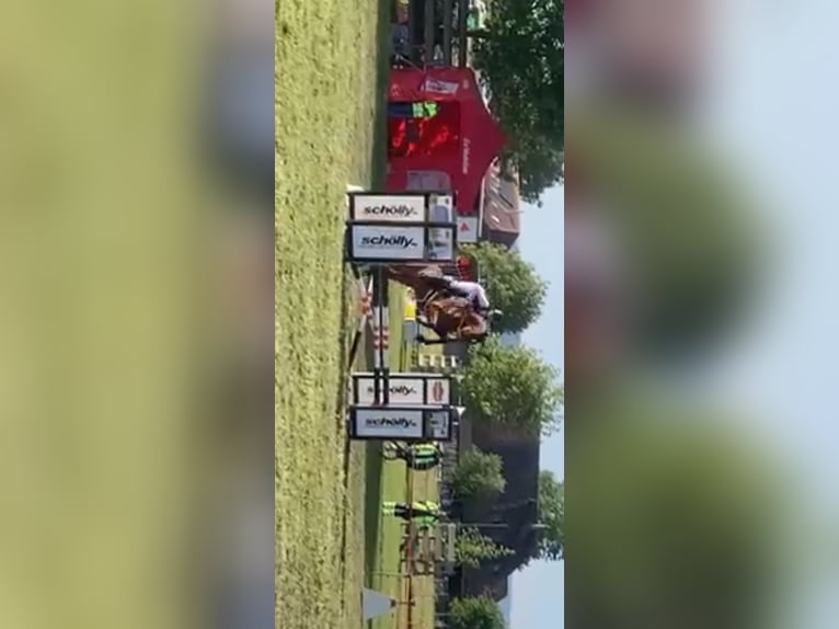 Schweizer Warmblut Stute 4 Jahre 161 cm Brauner in Bern