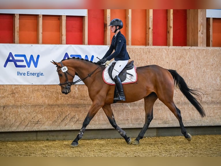 Schweizer Warmblut Stute 4 Jahre 161 cm Brauner in Bern