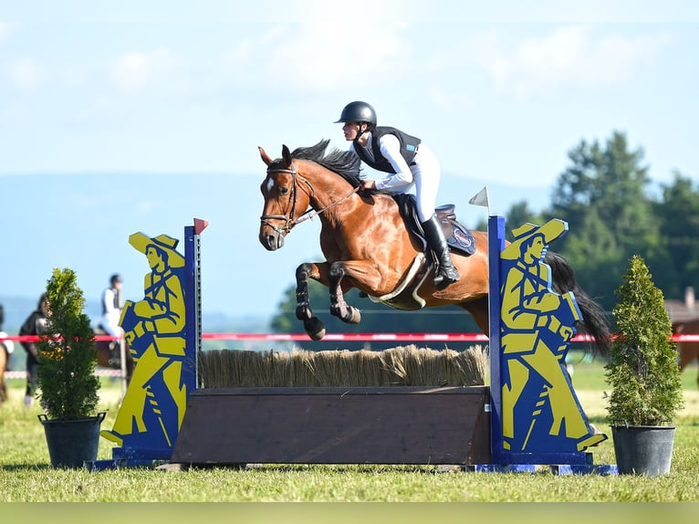 Schweizer Warmblut Stute 4 Jahre 161 cm Brauner in Bern